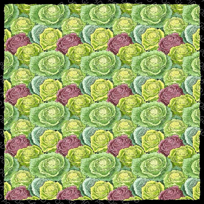 Lettuce